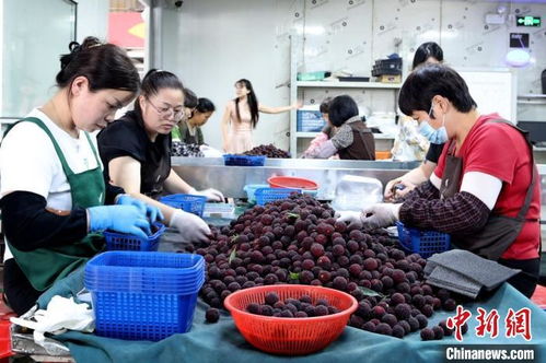 八閩千姿 僑鄉楊梅紅透山海，初級農產品收購助力產業升級