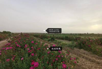玫瑰香飄南疆路 唐人莊園以初級農(nóng)產(chǎn)品收購助力偏遠農(nóng)村創(chuàng)收新篇章