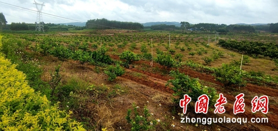 深挖紅色資源助振興 靈山多部門聯(lián)合調(diào)研革命老區(qū)農(nóng)業(yè)提質(zhì)增效